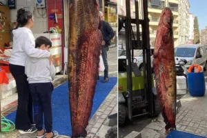 Dükkanın önüne astılar, görenler telefona sarıldı
